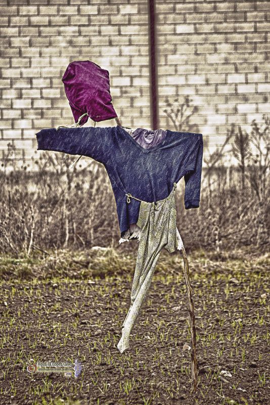 Espantalfalfa dancer.jpg